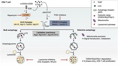 Cell-Intrinsic Roles for Autophagy in Modulating CD4 T Cell Functions